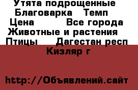 Утята подрощенные “Благоварка“,“Темп“ › Цена ­ 100 - Все города Животные и растения » Птицы   . Дагестан респ.,Кизляр г.